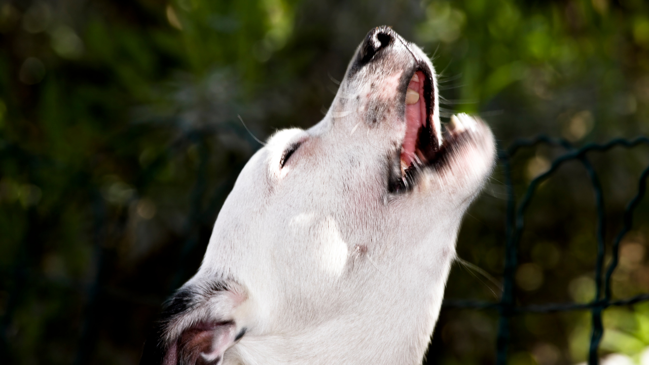 uluyan beyaz renk bir köpek