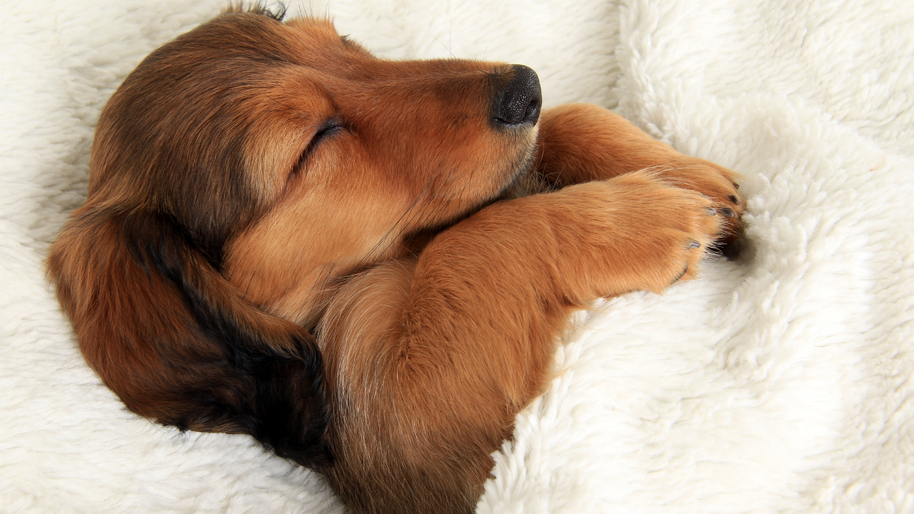 uyuyan sevimli bir köpek yavrusu