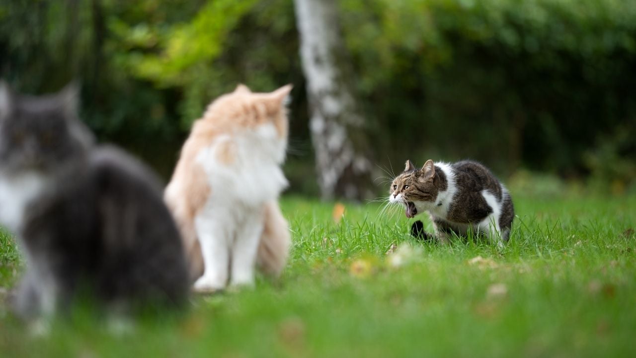 tüy yuttuğu için kusan bir kedi