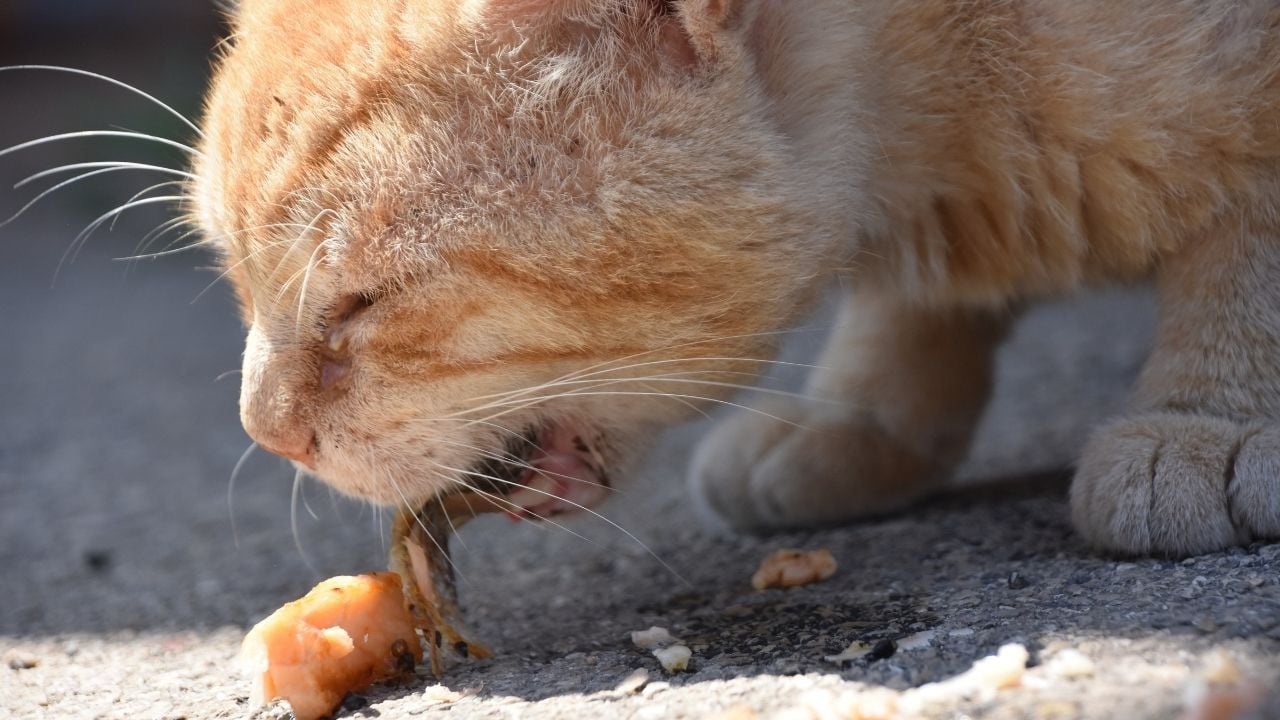 sarman kedi kusuyor