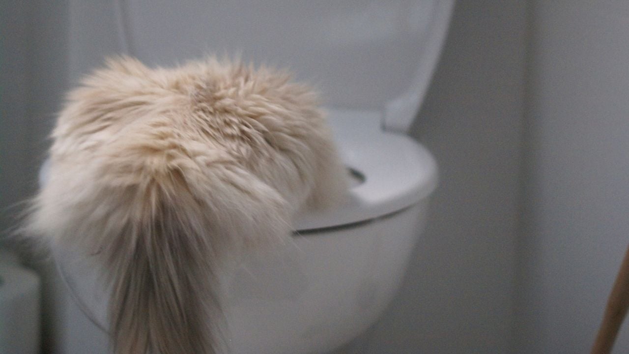 tuvalete kusan kedi