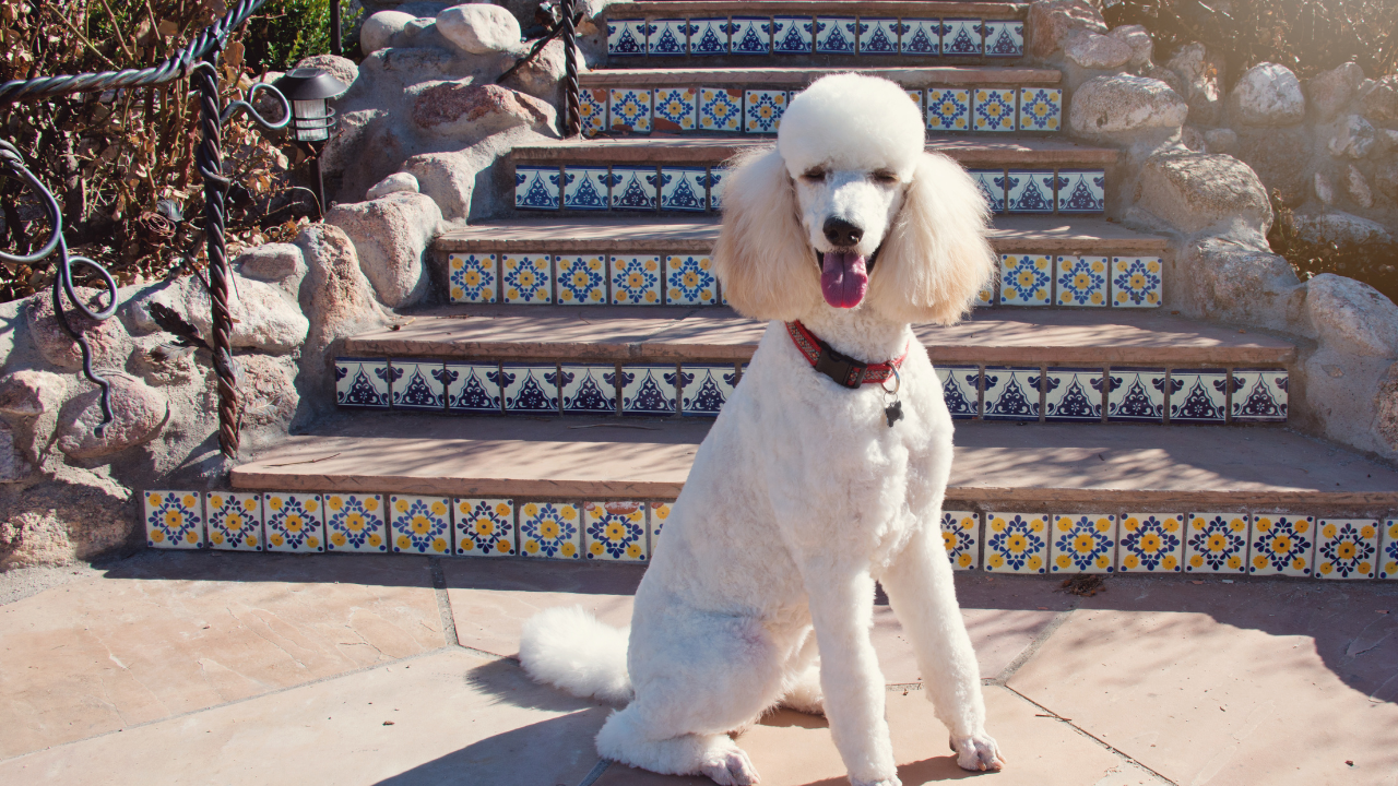 beyaz renk standart boy bir poodle köpek kameraya bakıyor