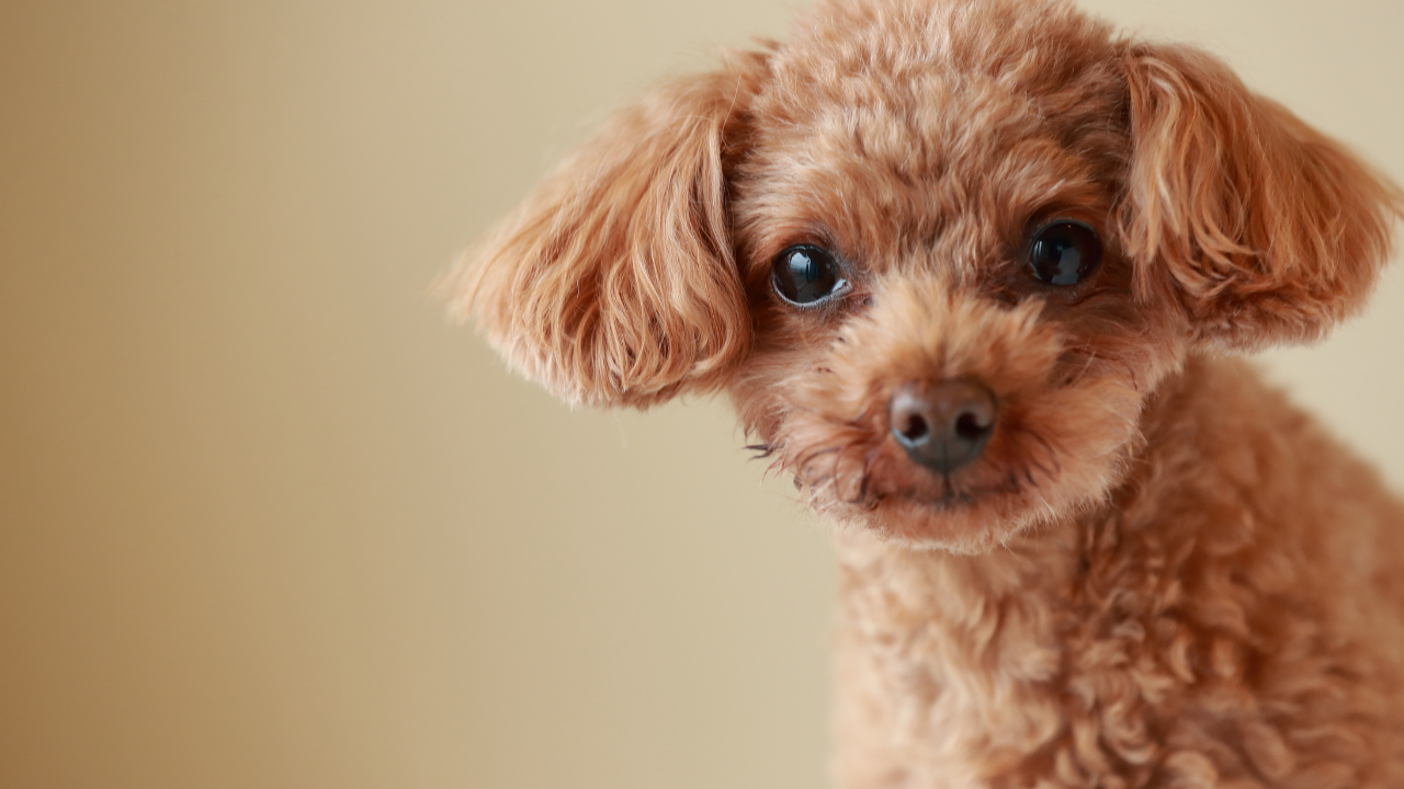 oyuncak boy kahverengi poodle köpek