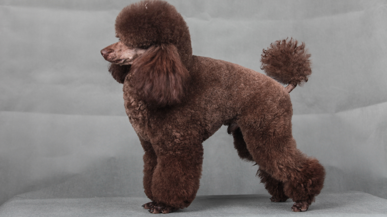 koyu kahverengi minyatür poodle köpek
