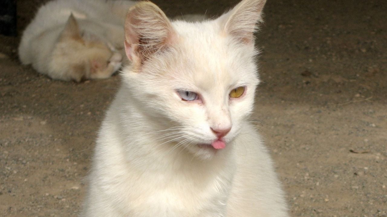 dili dışarıda bir van kedisi