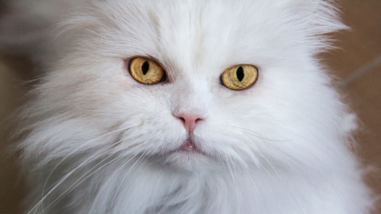 ankara kedisi 