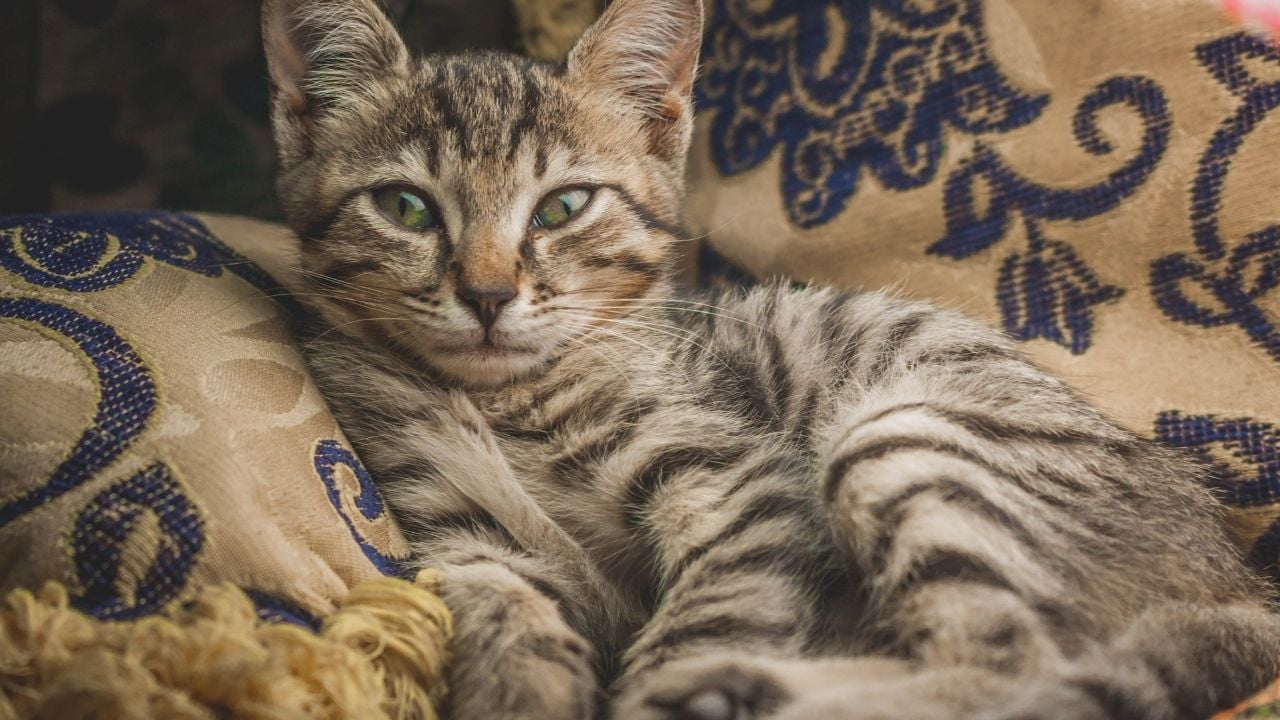 küçük bir tekir cinsi kedi