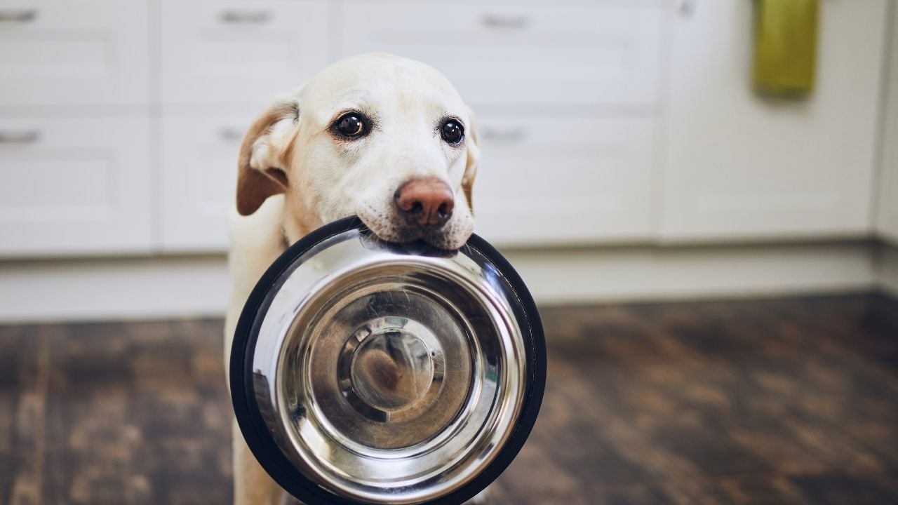 boş mama kabını ağzında tutan beyaz bir köpek