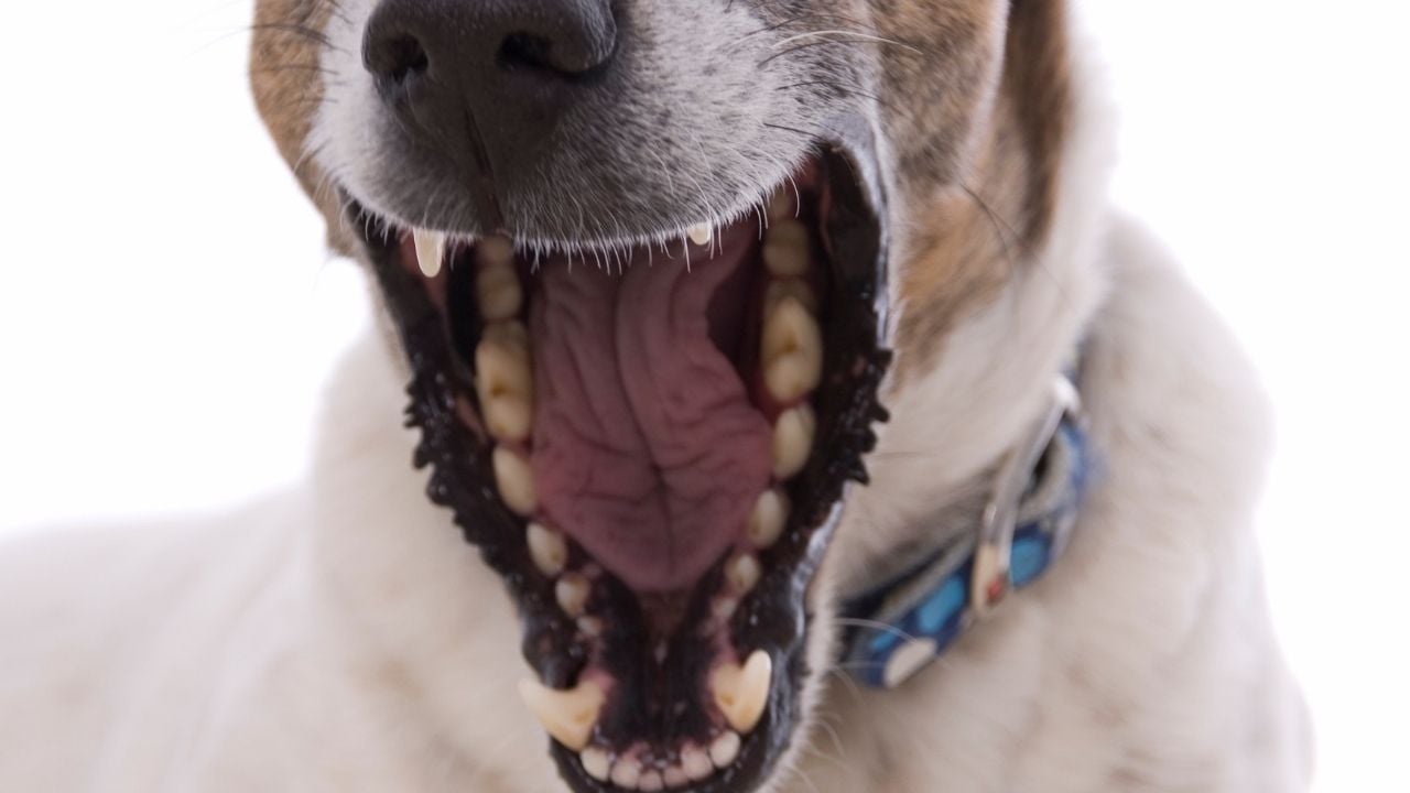 açık, dili ve difleri görünen bir köpek ağzı