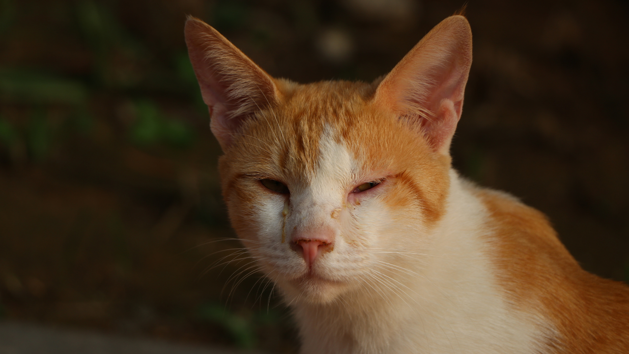 sarman bir kedi, mantar hastalığı olan hasta ve yorgun