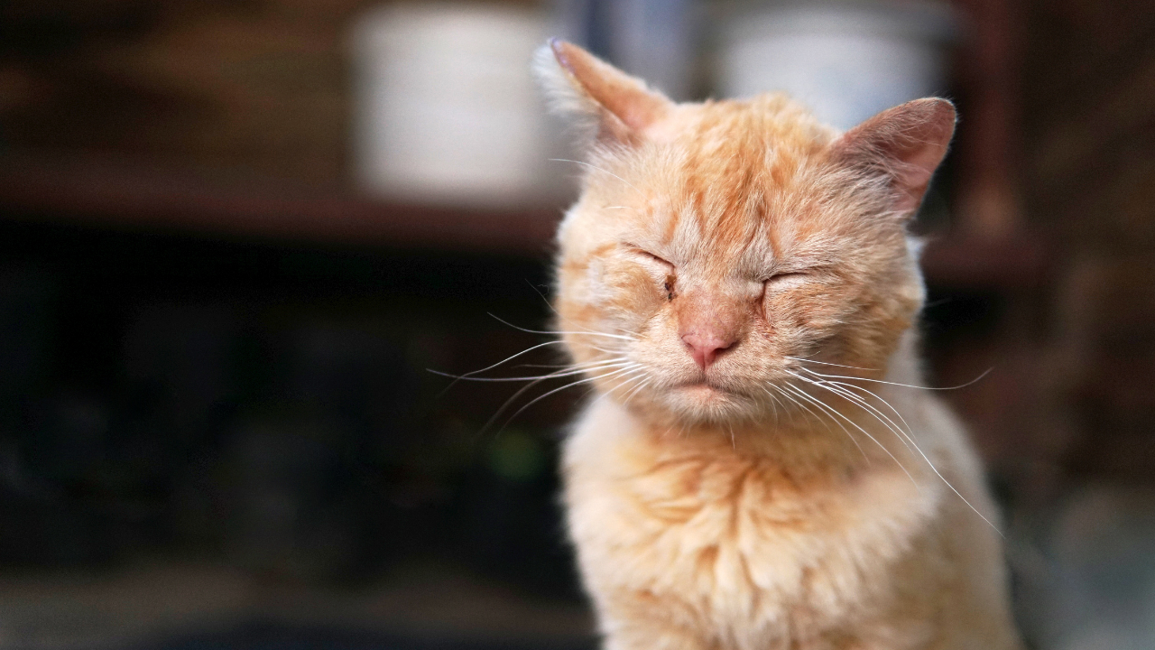 mantar hastalığı olan bir kedi