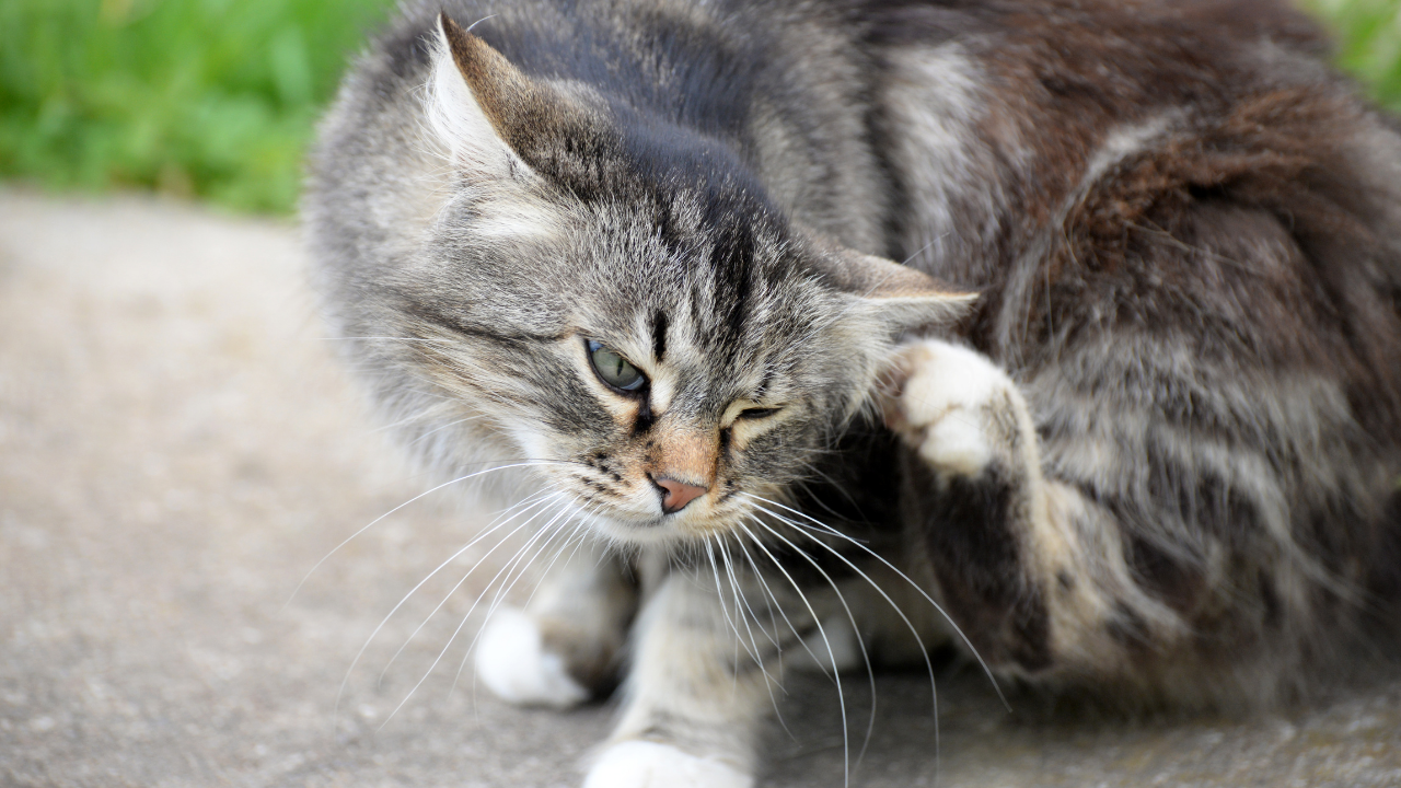 mantar yüzünden kaşınan bir kedi