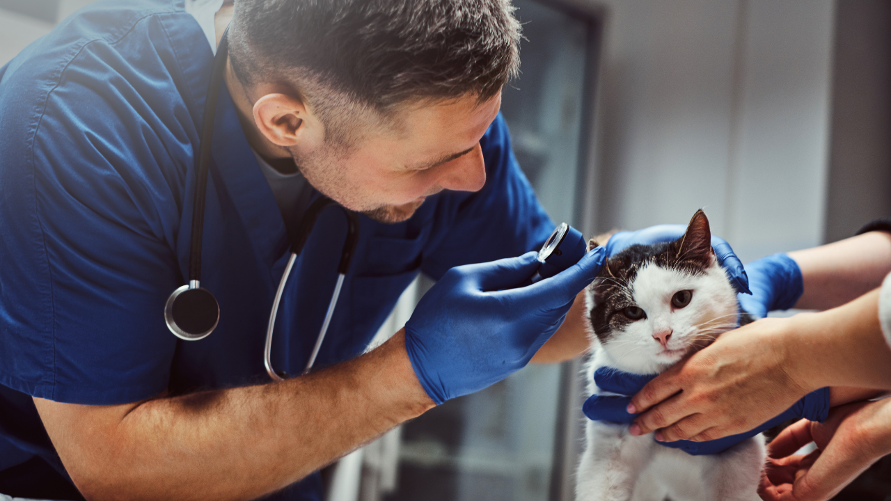 mantar için kulağına bakılan bir kedi