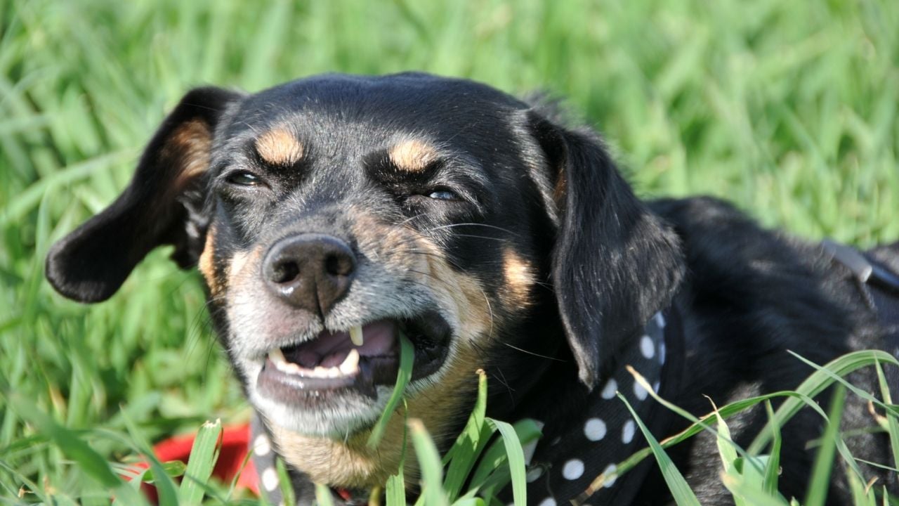 ot yiyen bir köpek