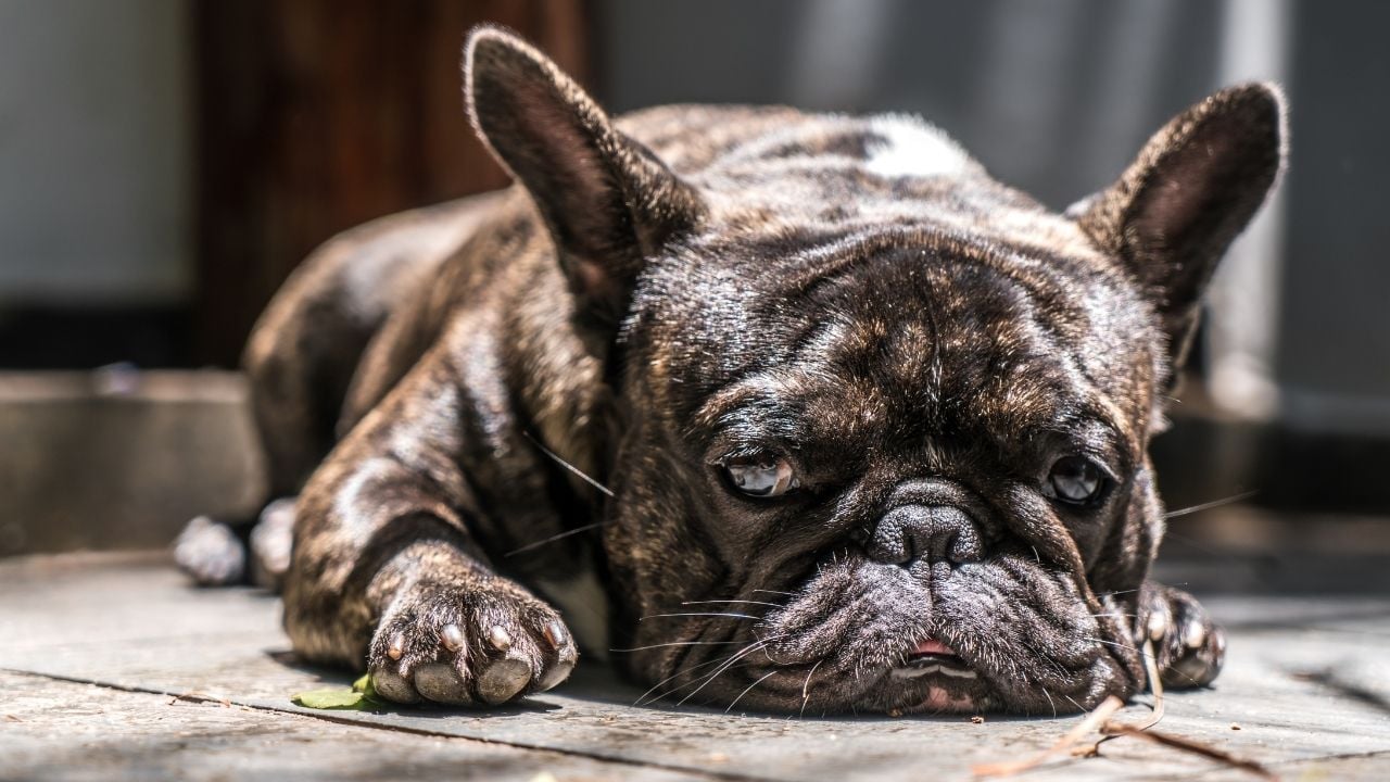 stresli üzgün bir köpek yatıyor