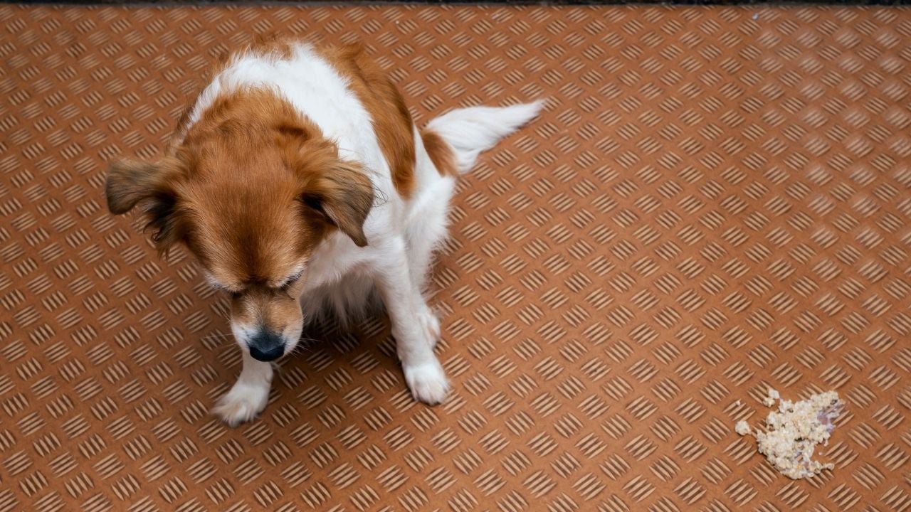 köpek ve kusmuğu