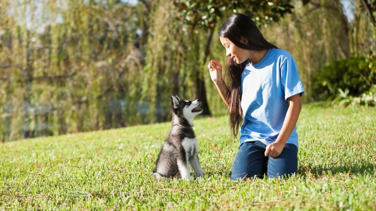 köpek eğitiminde bir yavru husky