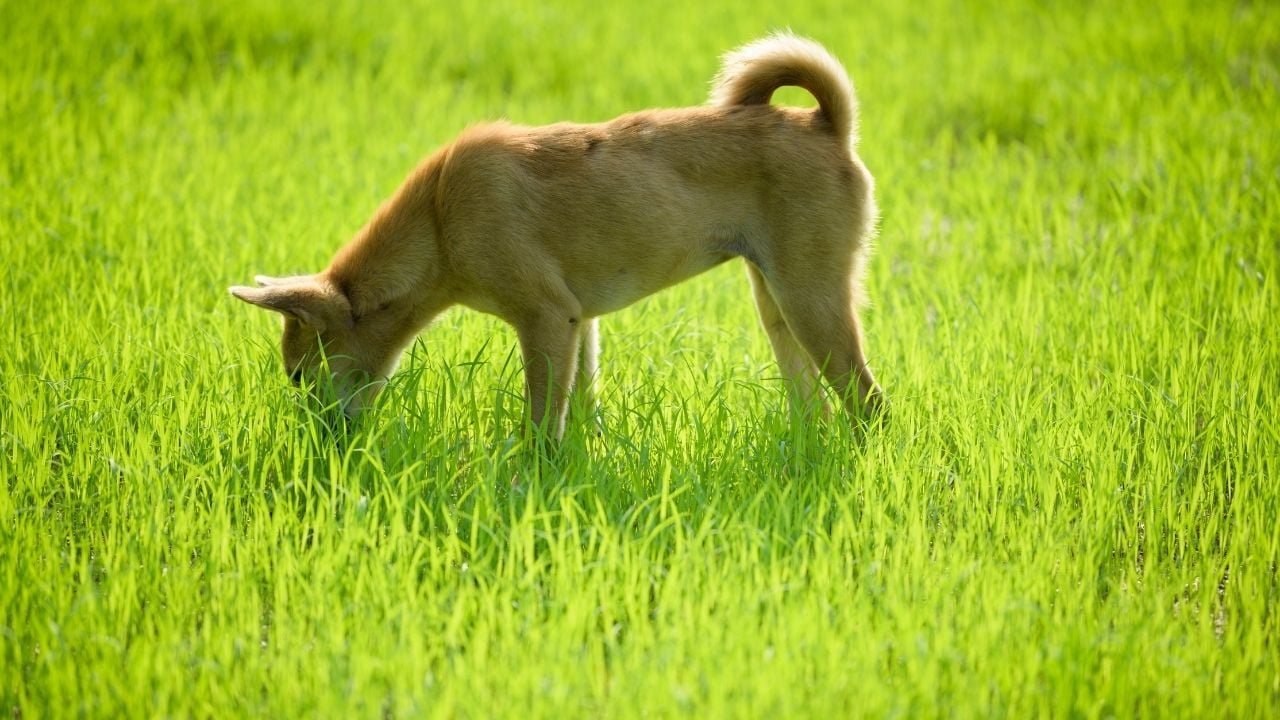 çimen yiyen bir köpek