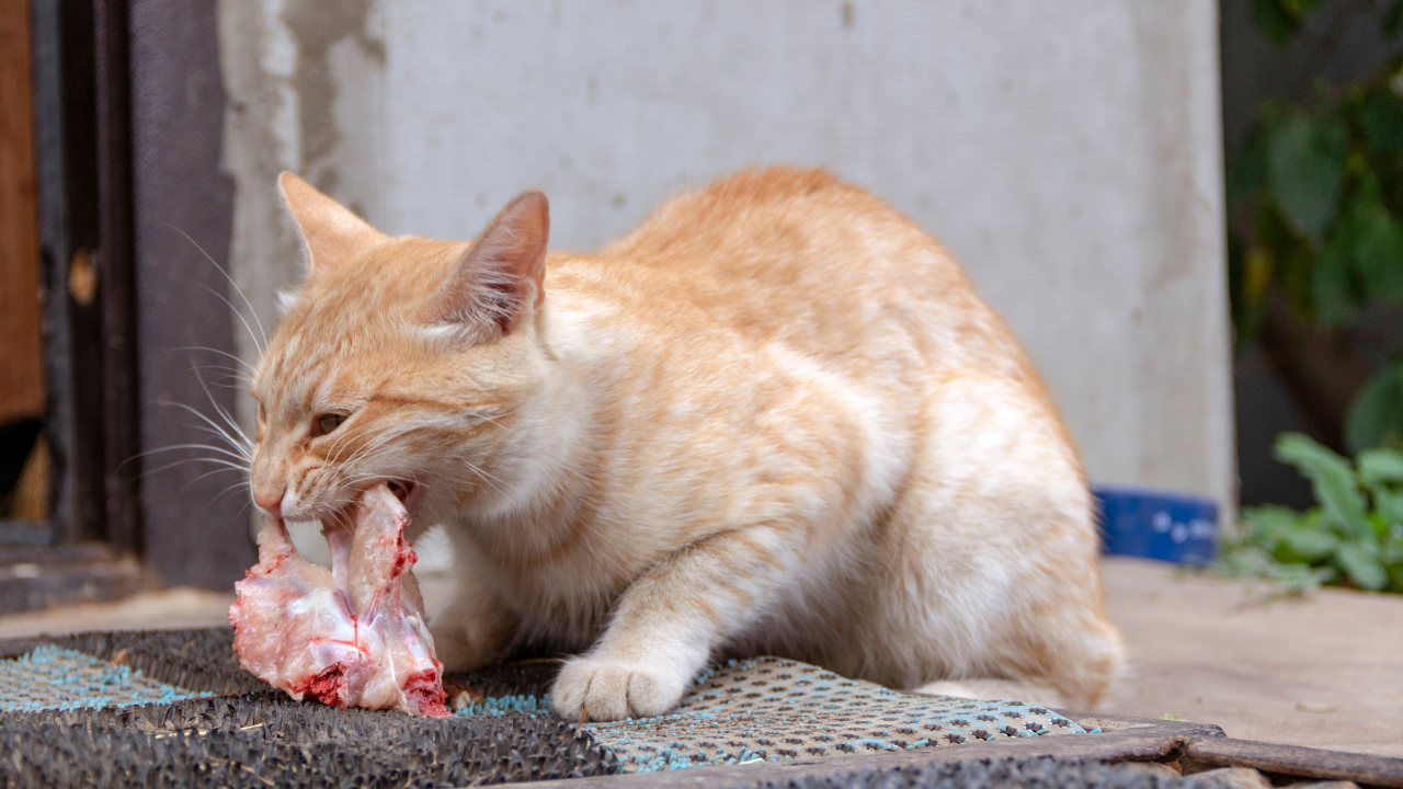 çiğ et yiyen sarman kedi