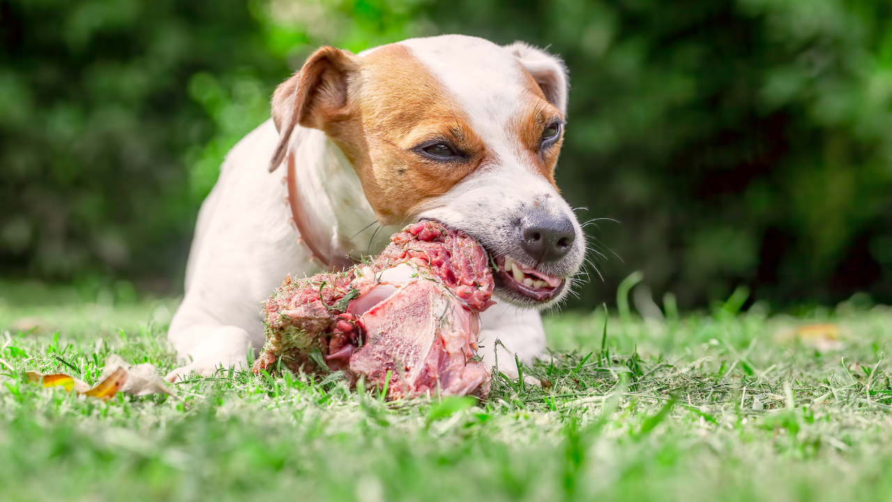 barf beslenme yapan köpek