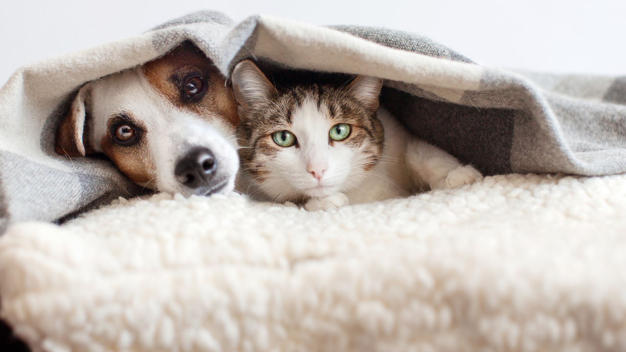 hasta kedi ve köpek