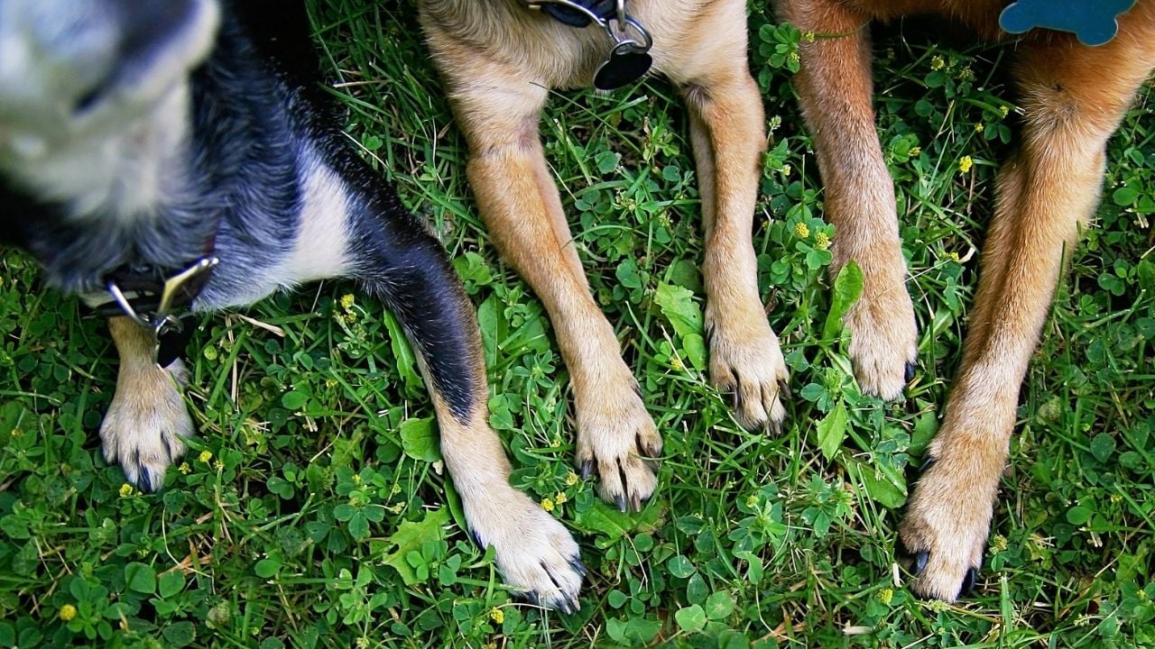 farklı ırklardan köpek bacakları