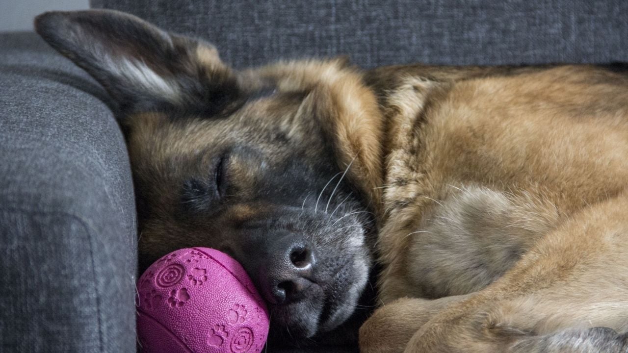 uyuyan alman çoban köpeği