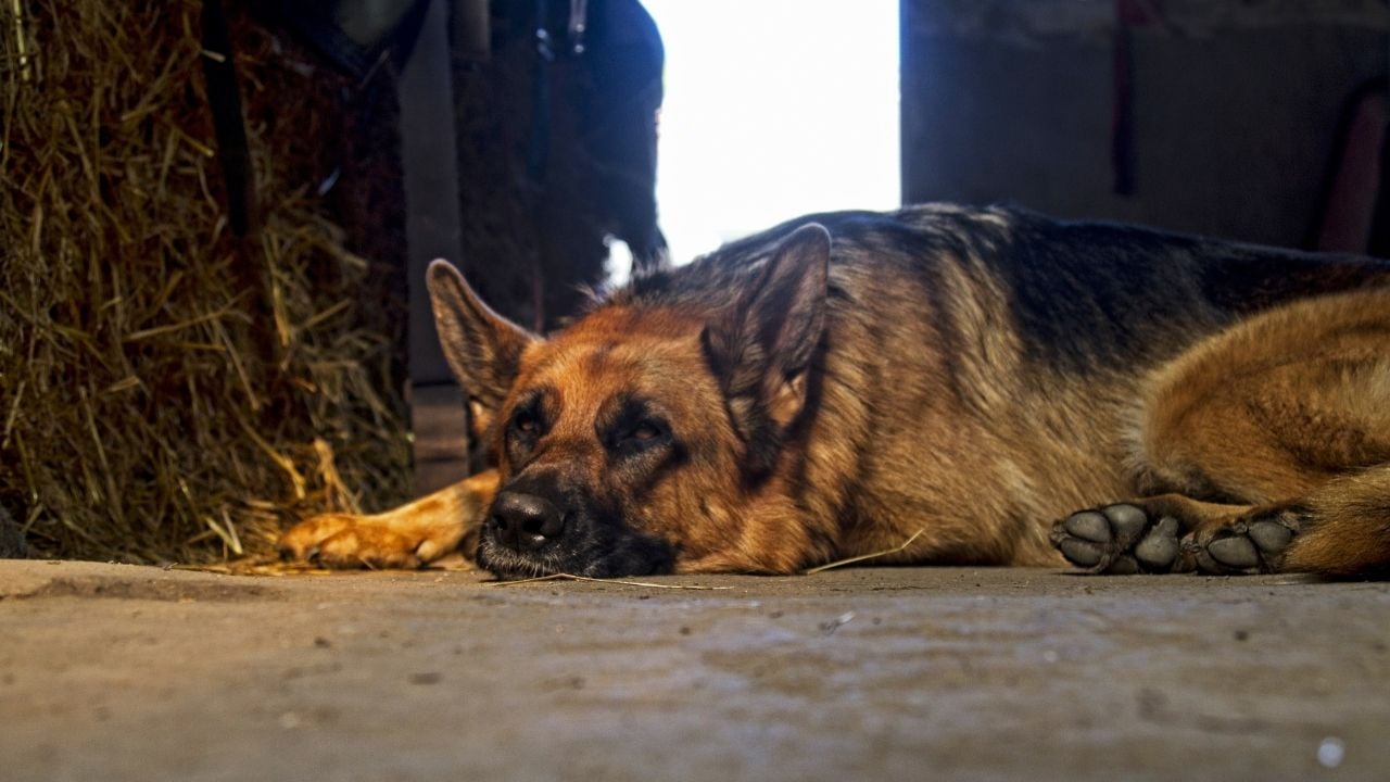 yerde yatan alman çoban köpeği