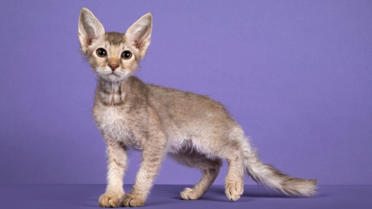 laperm kedi