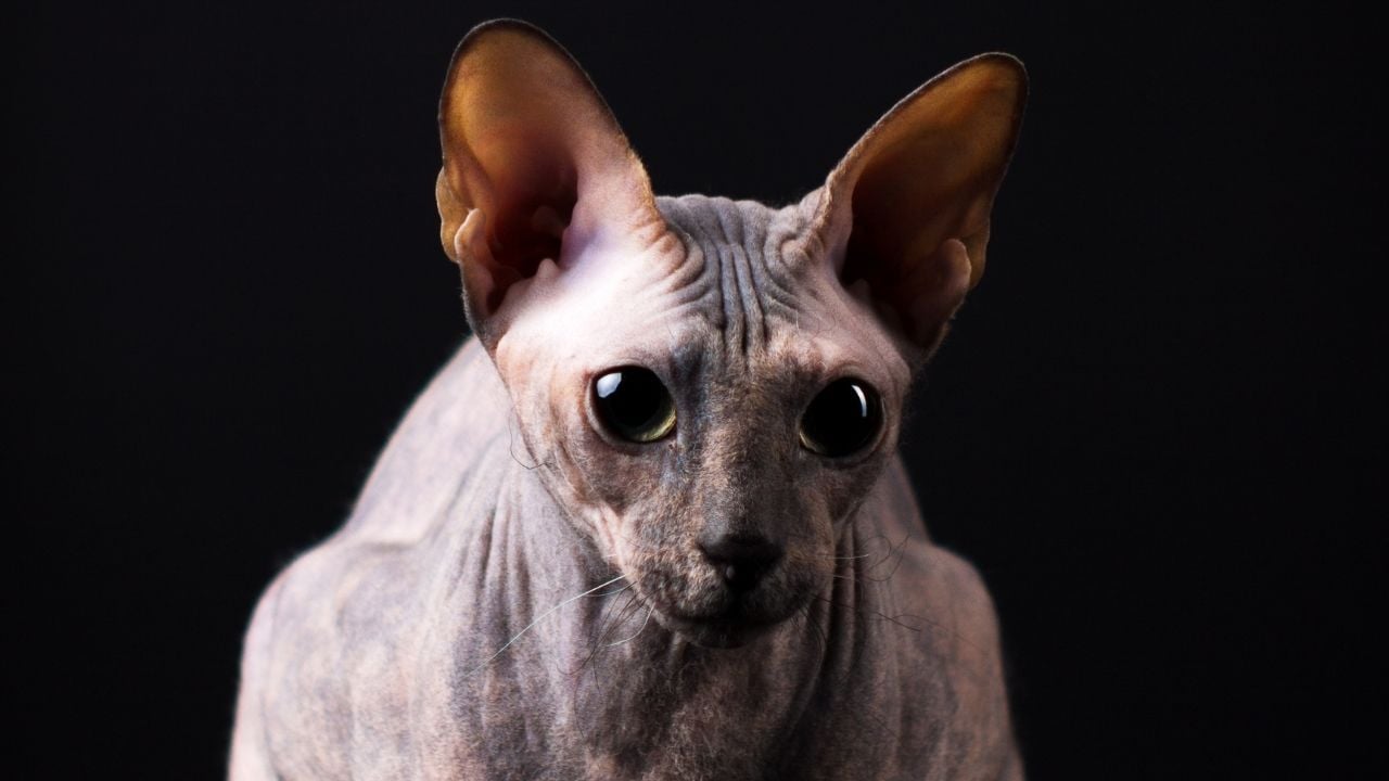 Donskoy (Don Sphynx veya Russian Hairless)