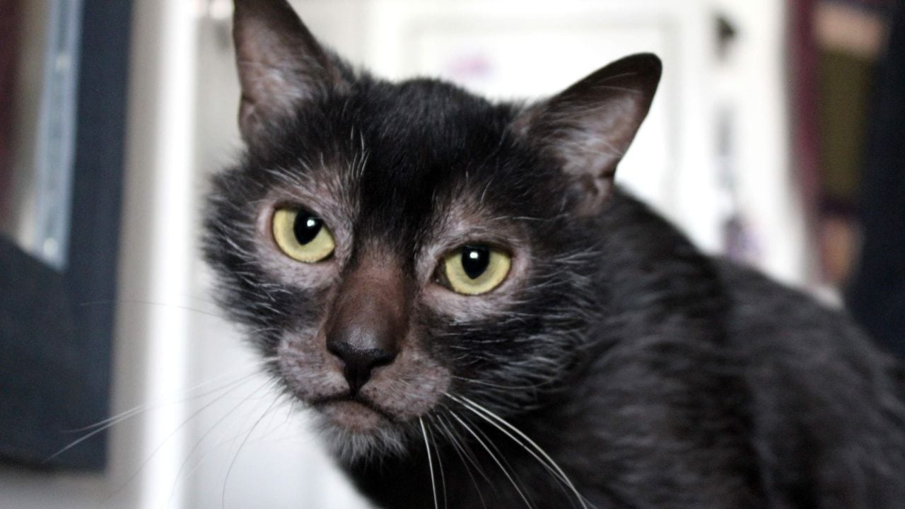 Lykoi kedi