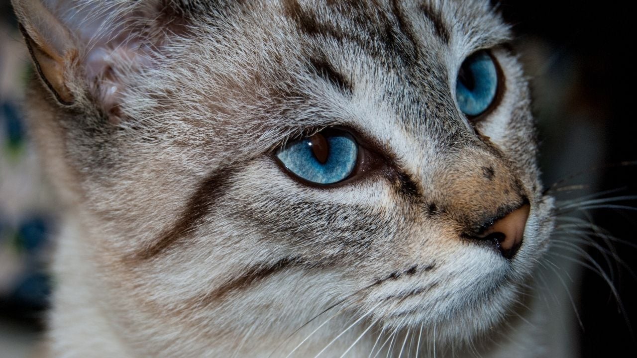 Ojos Azules kedi