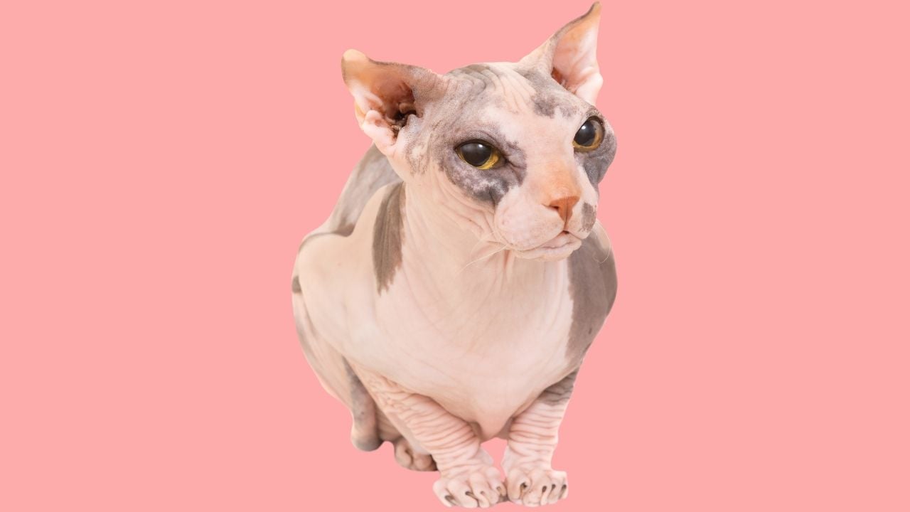 Ukraynalı Levkoy kedi