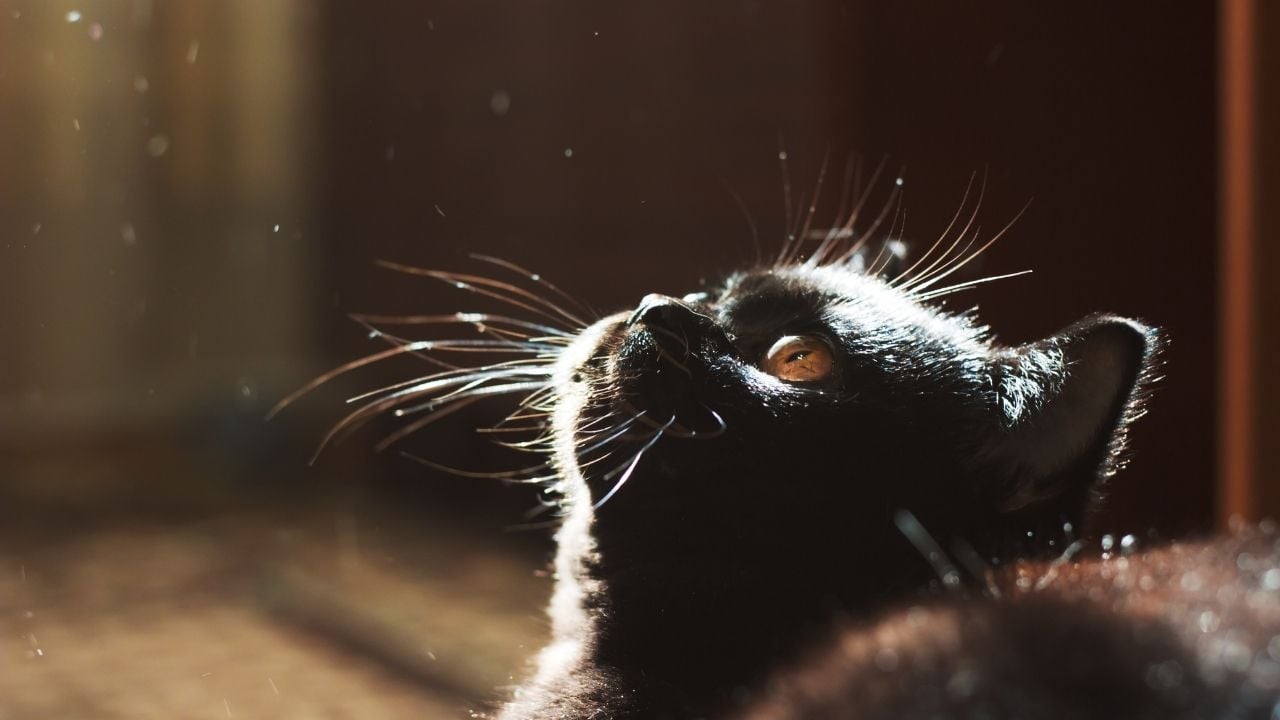 kepekler havada uçarken buna bakan bir kedi