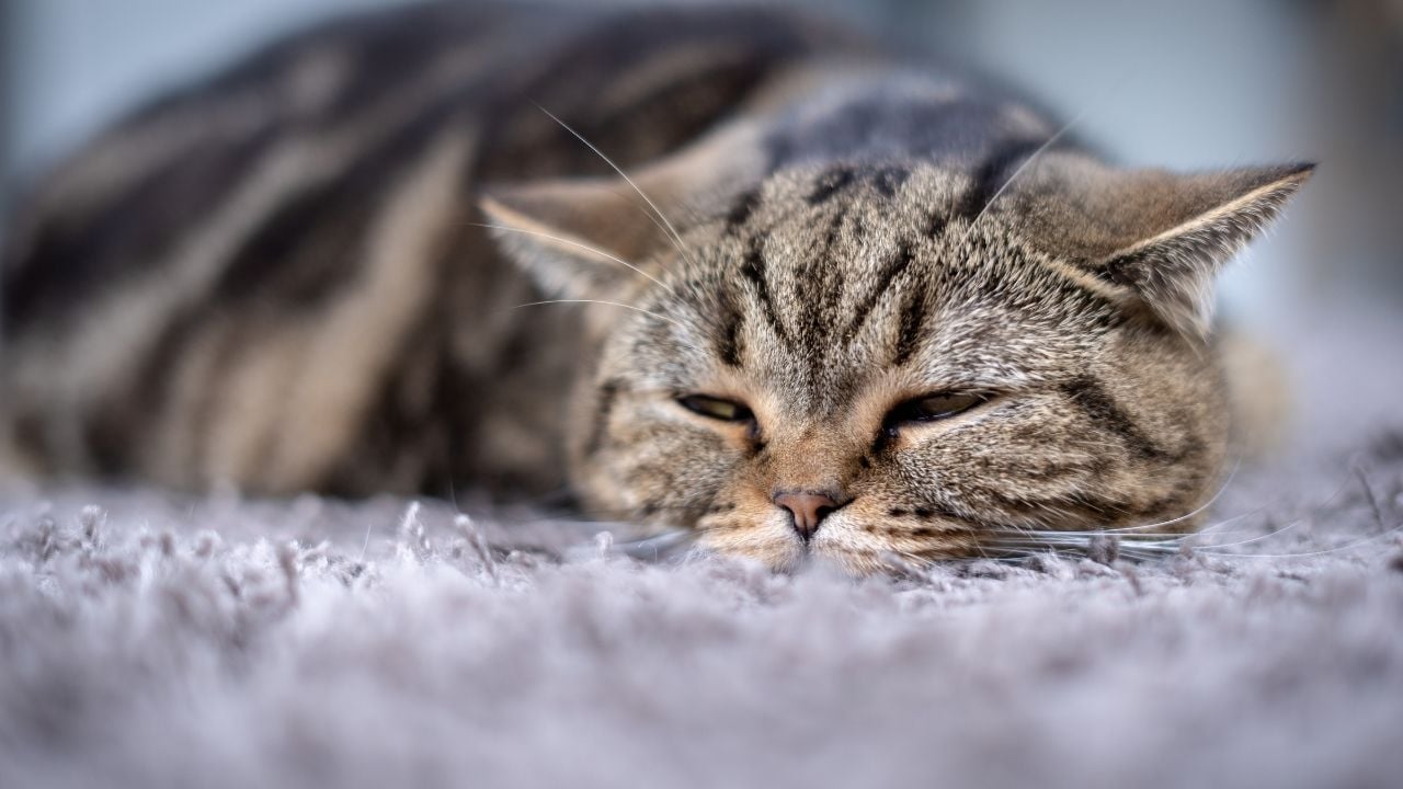 hasta bir kedi