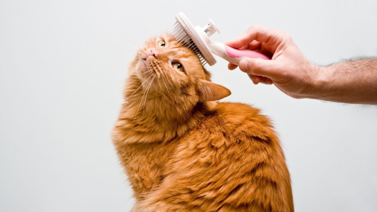taranan sarman bir kedi