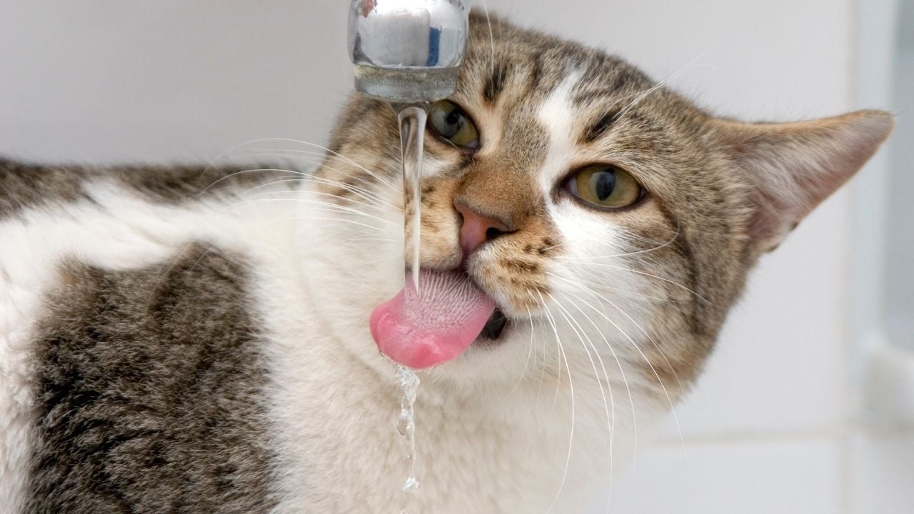 musluktan su içen bir kedi
