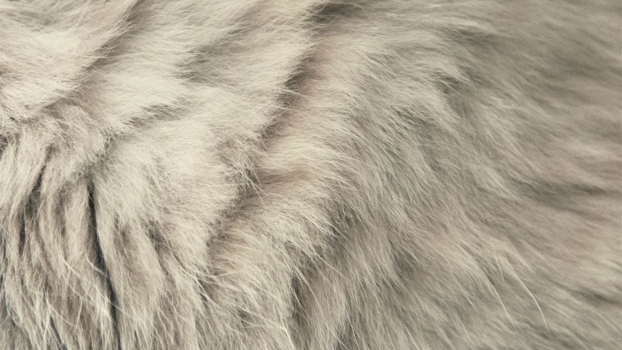 kepeksiz kedi tüyü