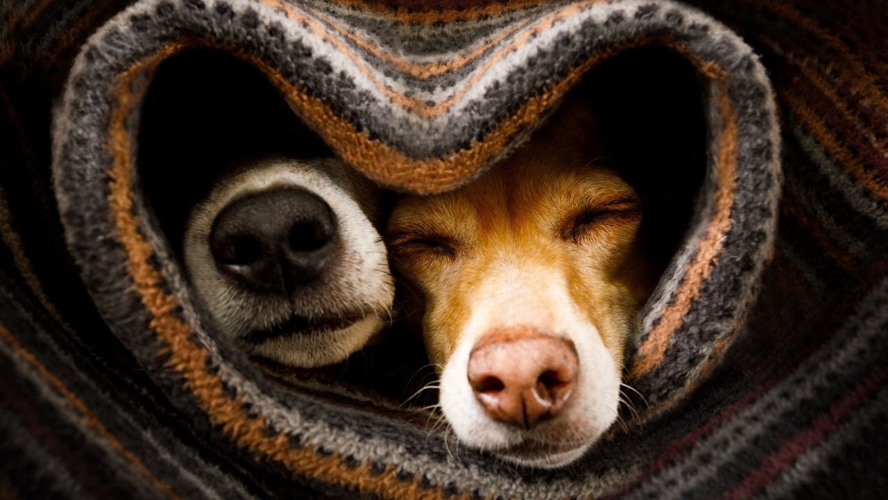 üşüyüp battaniyeye sarılan iki köpek