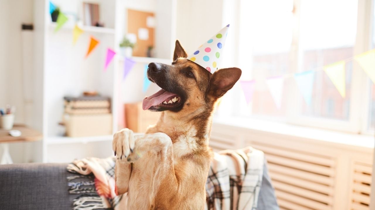 doğumgünü kutlanan heyecanlı köpek
