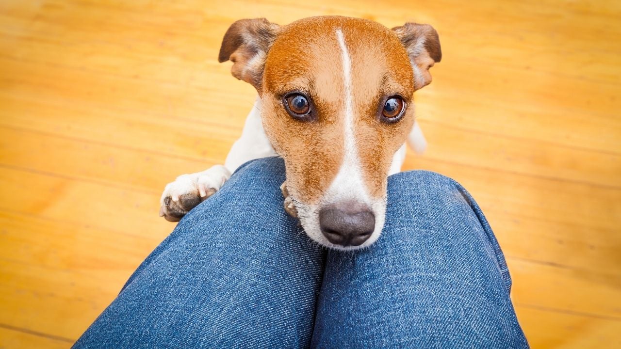 ilgi bekleyen köpek