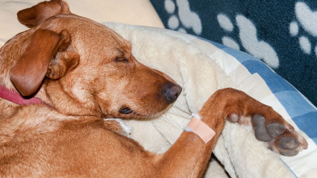acı çeken bir köpek