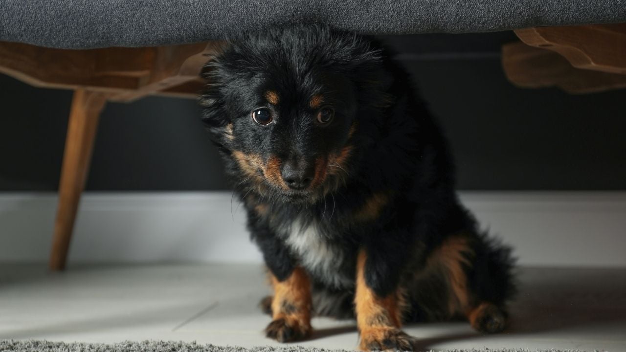 stresli köpek yavrusu