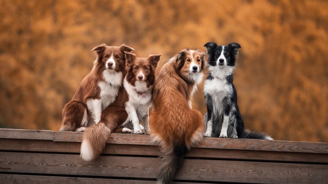 çeşitli ırklardan 4 köpek
