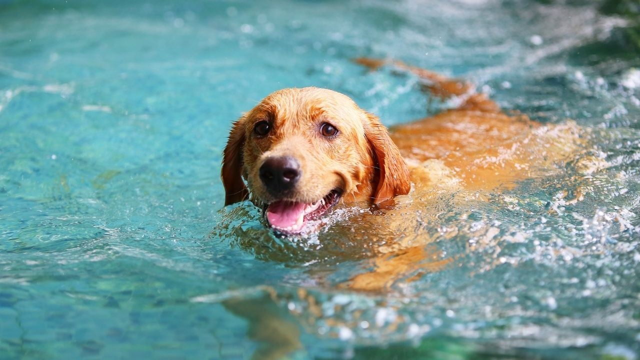 yüzen bir köpek