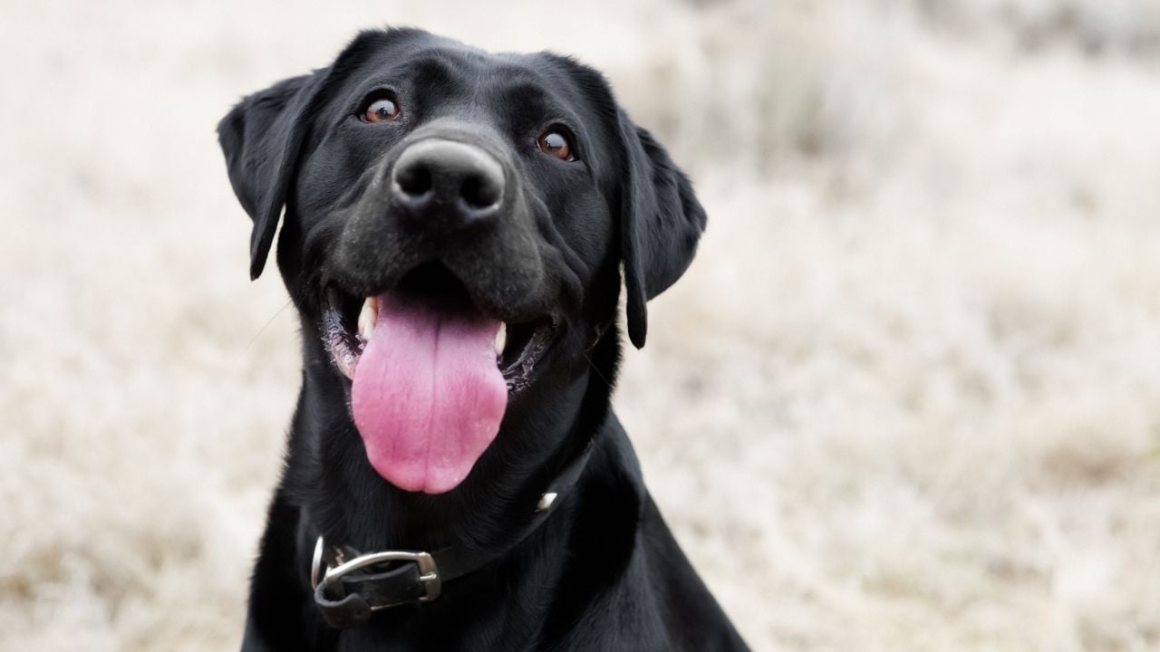 mutlu siyah bir köpek