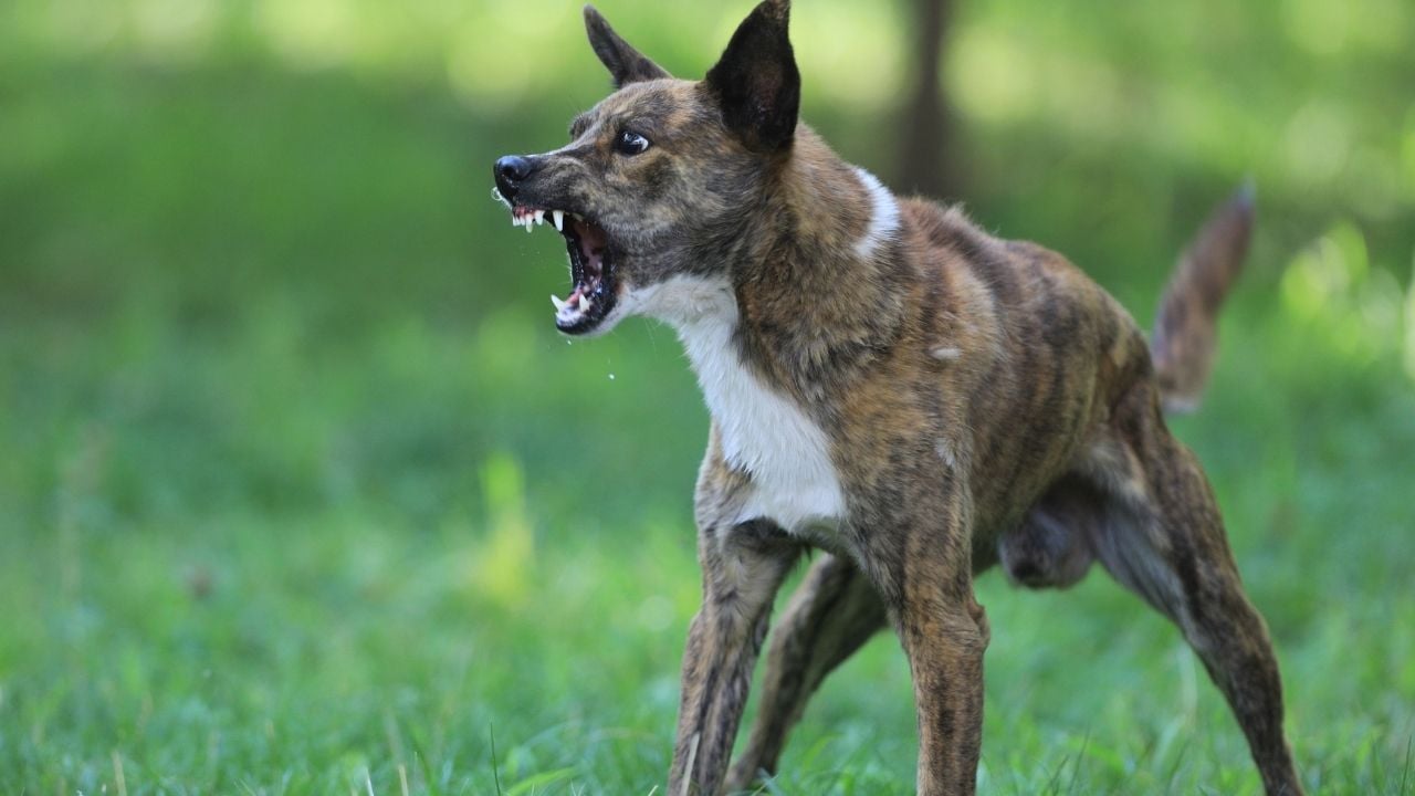 öfkeli bir köpek