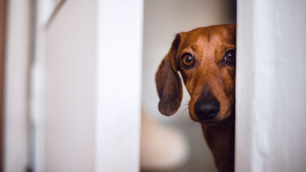 endişeli bir köpek