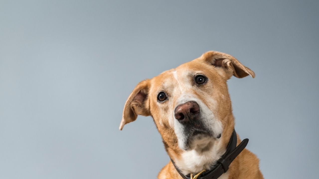 meraklı bir köpek