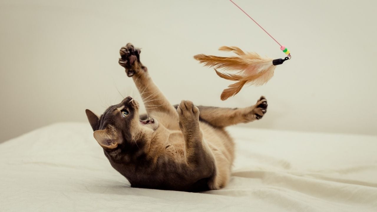 oyuncak ile oyun oynayan kedi